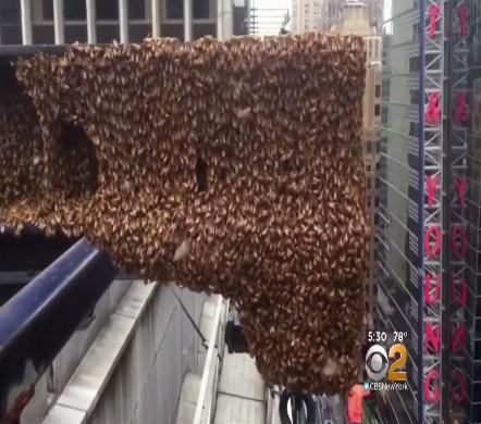 bee removal swarm